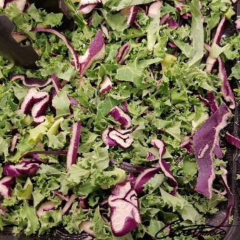 Image of Raw Kale that contains histidine