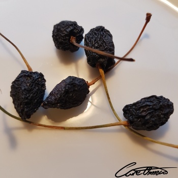 Image of Dried Cherries that contain carbohydrates, by difference