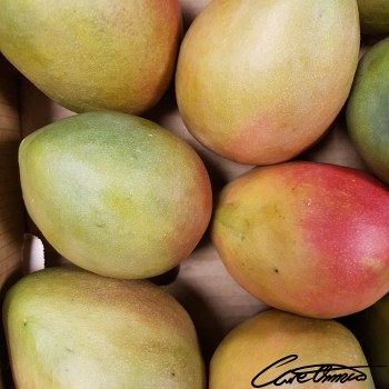 Image of Raw Mango