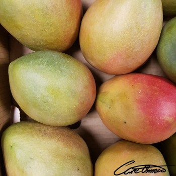 Image of Raw Mango that contains myristic acid (14:0)