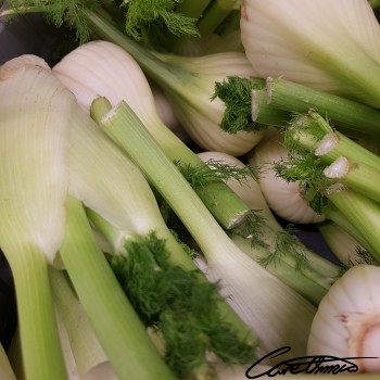 Image of Raw Fennel Bulb