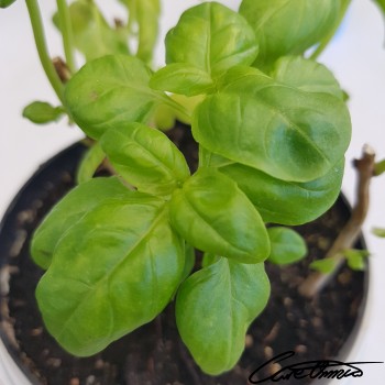 Image of Raw Basil