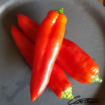 Image of Raw Red Sweet Pepper that contains beta-cryptoxanthin