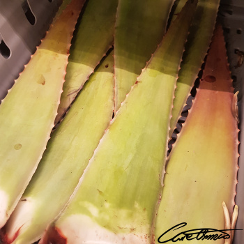 Care Omnia Nutrition Tool - Aloe Vera Juice Drink Image of Aloe Vera Juice Drink