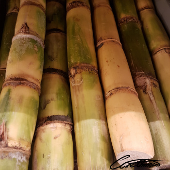 Image of Sugar Cane Beverage