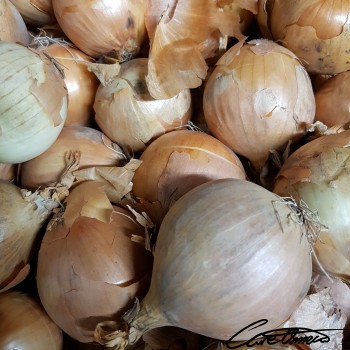 Image of Raw Yellow Onions that contain sugars