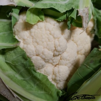 Image of Raw Cauliflower (Fresh) that contains pentadecanoic acid (15:0)