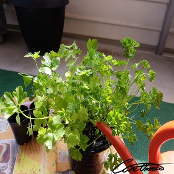 Image of Fresh Parsley that contains phylloquinone