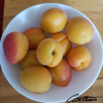 Image of Raw Apricots that contain proline