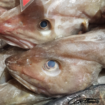 Image of Raw Atlantic Cod (Fish)