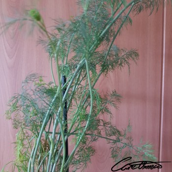 Care Omnia Nutrition Tool - Fresh Dill Weed Image of Fresh Dill Weed