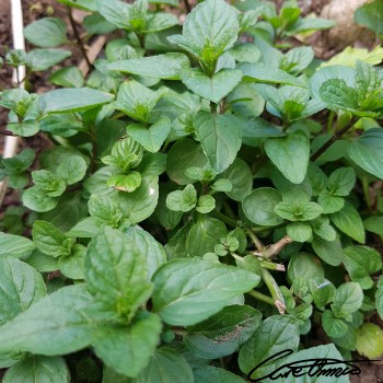 Image of Fresh Peppermint