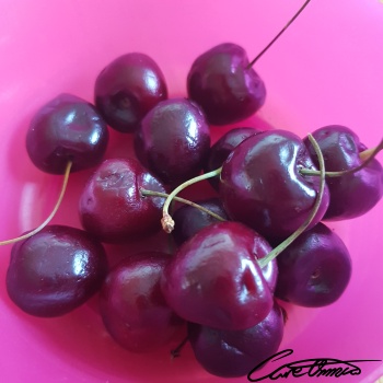Care Omnia Nutrition Tool - Raw Sour Cherries (Red) Image of Raw Sour Cherries (Red)