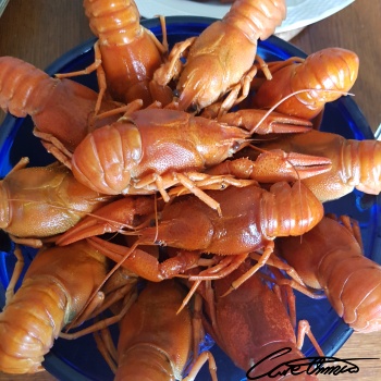 Image of Cooked Crayfish (Crustaceans, Mixed Species, Farmed, Moist Heat)
