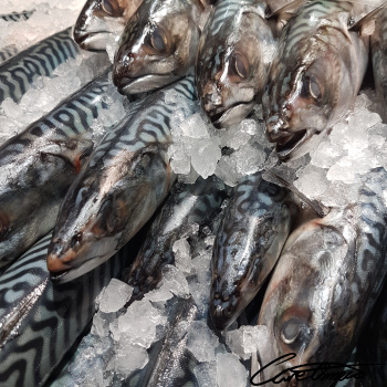 Image of Raw Mackerel