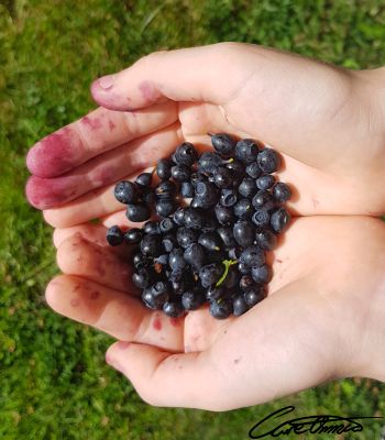 Care Omnia picture of a child with blueberries in his or her palm
