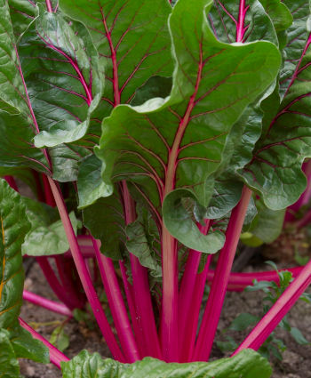 Care Omnia Beetroot Greens