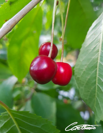 Care Omnia - Tart cherries can be good to eat before bedtime