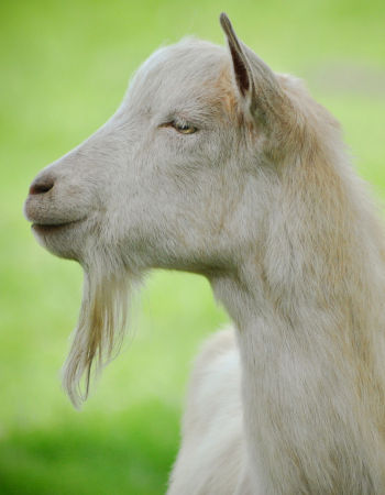 Care Omnia Picture of a Goat