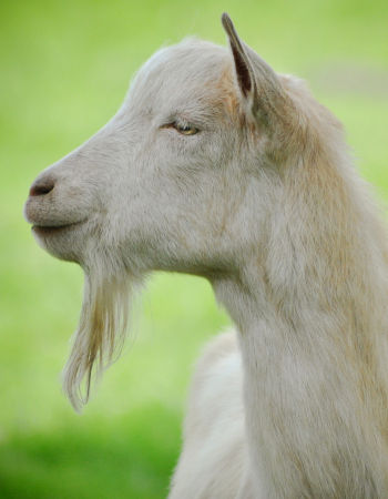 Best Milk To Drink! A Review Of 8 Different Types Of Milk - Goat milk works wonders not only in liquid form but also in cheese Care Omnia Picture of a Goat