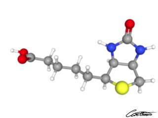 A three-dimensional representation of Biotin