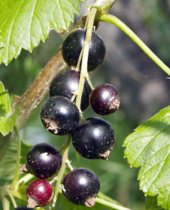Blackcurrants hanging from a bush