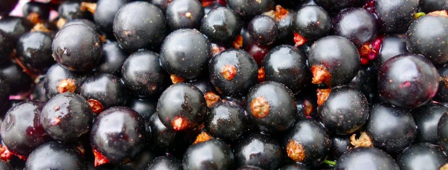 Care Omnia Close up picture of blackcurrants