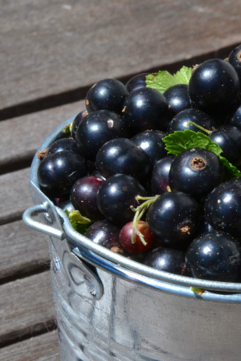 Care Omnia Picture Of Black Currants in a bucket