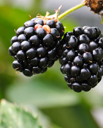 Care Omnia Pair of blackberries