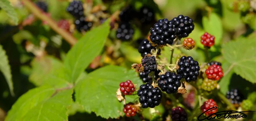 Blackberries in different stages