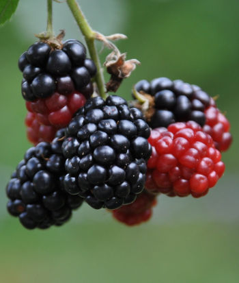 Picture of Blackberries - ripe and unripe