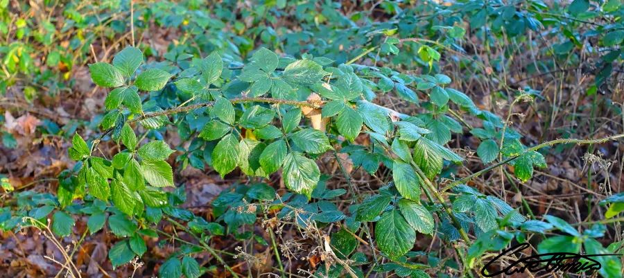 Example of a blackberry bush