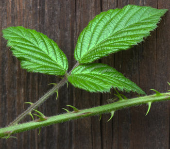 Picture of a blackberry leaf