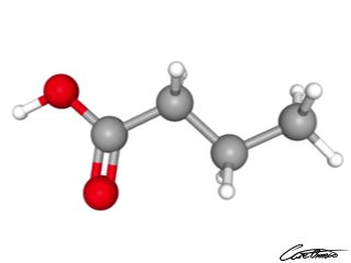 A three-dimensional representation of Butyric acid (4:0)