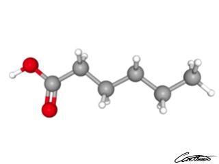 A three-dimensional representation of Caproic acid (6:0)