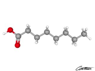 A three-dimensional representation of Caprylic acid (8:0)