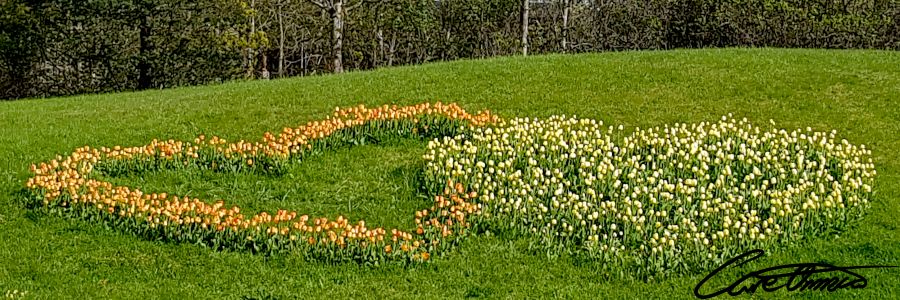 Two hearts formed by flowers on a hill representing physical and mental health