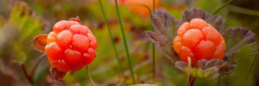 Care Omnia a cloudberry close-up