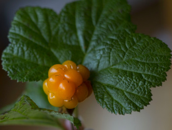 Care Omnia picture Of single Cloudberry