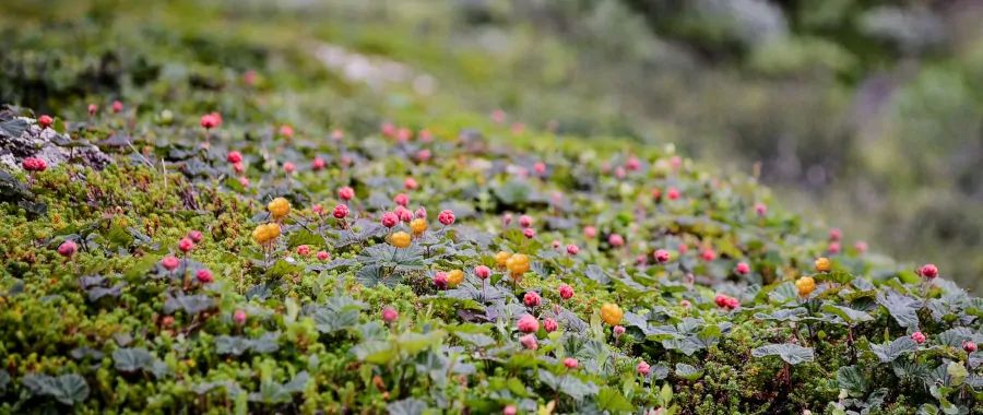 Recommended By Care Omnia Cloudberries (What & Where To Buy)