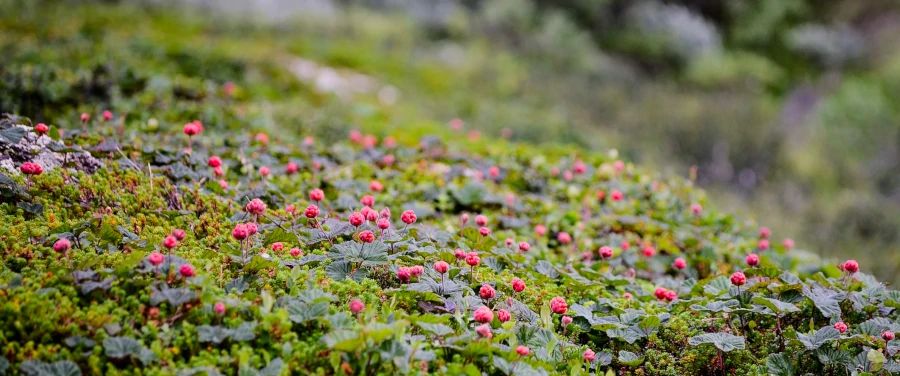 Care Omnia a field with unripe cloudberries