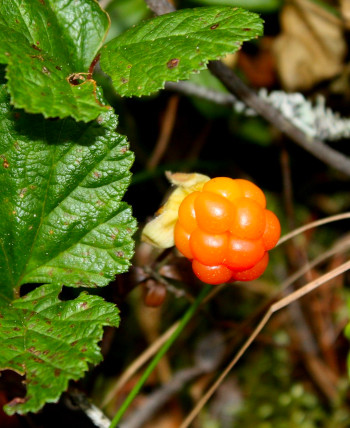 Care Omnia a cloudberry nugget!