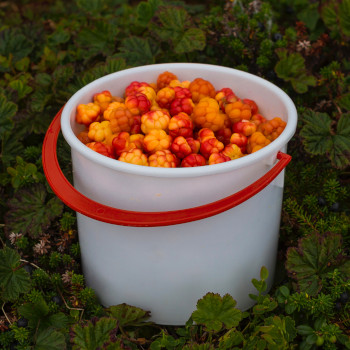 Care Omnia bucket filled with cloudberries