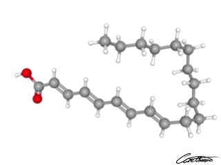 A three-dimensional representation of Eicosatetraenoic acid, ETA (20:4)