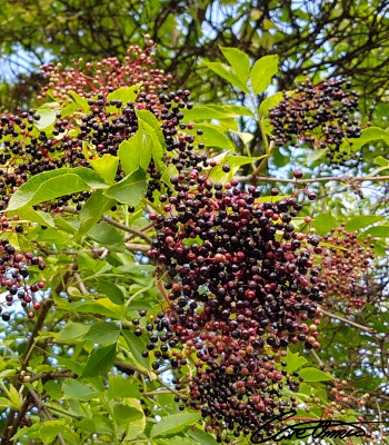 Elderberries hanging from a bush, both ripe and unripe ones