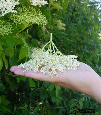 Flowering elder on a palm. Showing how you can check for true elderberries by using the up-and-down test