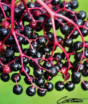 Care Omnia Close up picture Of Elderberries