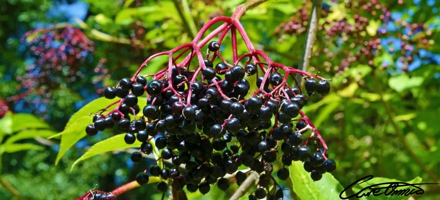 Care Omnia elderberry clusters