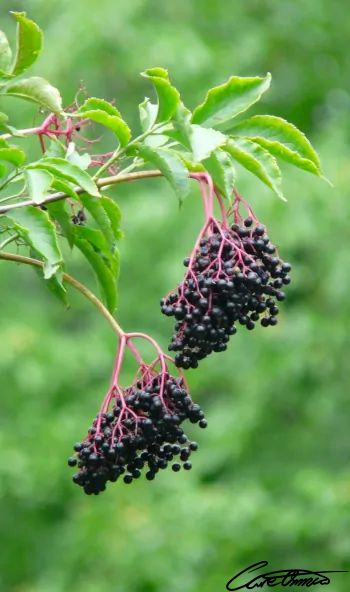 Care Omnia Picture of two elderberry clusters