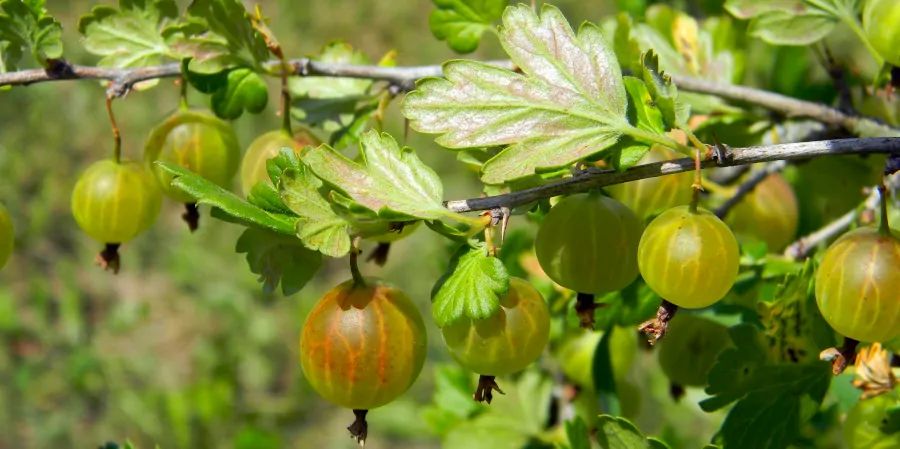 Care Omnia Gooseberries Several On Branch